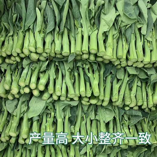 Xiangbin kale seeds kale field open-air planting in spring, summer, autumn and winter sowing pot seeds Guangdong vegetable seeds white flower willow leaf kale seeds 2000 original 10 packs