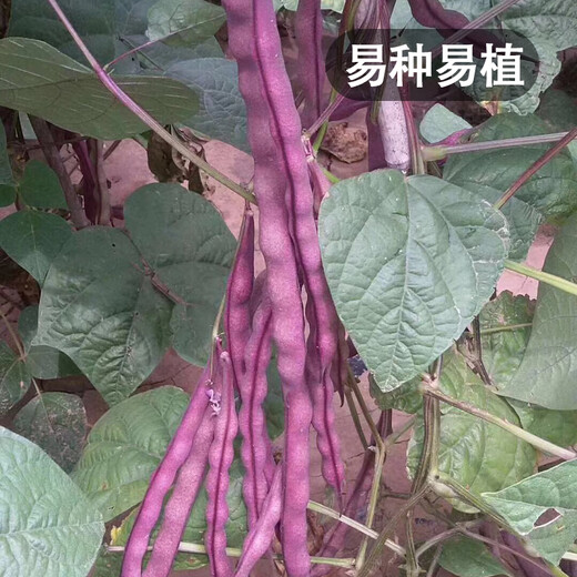 Fengming Yashi green bean seeds spring and autumn purple beans farm field planting red beans seeds 200g