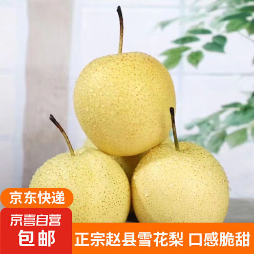 Jingxi Jiazhao County Snow Pear Hebei Snow Pear Suning Snow Pear Adecuado para hacer sopa 15 con caja 2 Jin Jin equivale a 0,5 kg Peso neto 1,6-1,8 Jin Jin equivale a 0,5 kg