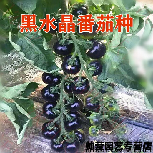 Chunzhiyun Black Crystal Special Tomato Seeds grow well and are transportable Black Tomato Small Tomato Cherry Tomato Vegetable Seeds Black Crystal 20 capsules