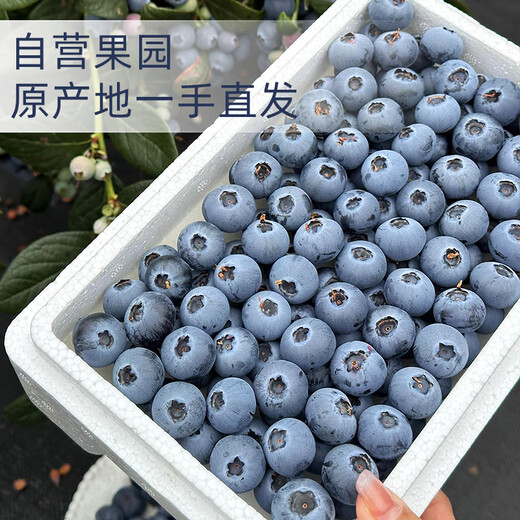 蓝莓鲜果新鲜高端水果当季蓝梅云高山怡颗南孕妇整箱包邮顺丰 2盒 顺丰大果1518mm吃货当选