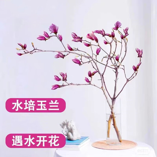 Xingxiang hydroponic plant Magnolia flowers dried branches fresh cut flowers bloom when exposed to water Purple Magnolia 60~80cm 4 branches straight from the source