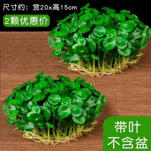 Xingan and copper money grass hydroponic potted indoor and outdoor flowers money grass green plants suck green plants flowers and plants copper money grass one pot without pot about 300 plants with leaves