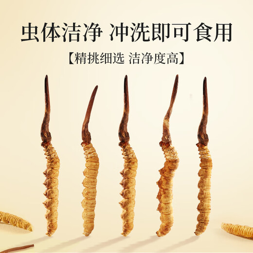 Sejila Cordyceps sinensis 3 Wurzeln/G 10 Gramm 30 Wurzelgeschenke für Älteste und Ernährungsergänzungsmittel für ältere Menschen Cordyceps Nourishment Gift Box