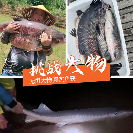 simago Ximanduo Giant Rod 19 Adjustment 8H Super Hard Carbon Japanese Sturgeon Silver Carp and Bighead Carp Comprehensive Taiwan Fishing Rod 3.6 Meters