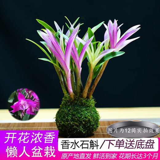 Liu Ge Orchid Colorful Perfume Dendrobium Orchid with buds in winter is good for growing green plants. Strong-scented Dendrobium flower potted green plants repel mosquitoes. 10 conjoined seedlings of colorful Dendrobium bloom in the current year with hydroponic pots.