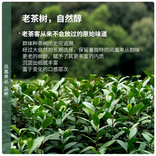 陈一凡 鸭屎香凤凰单枞 茶叶 乌龙茶新茶 正宗潮州单丛鸭屎香乌龙茶 4包500g