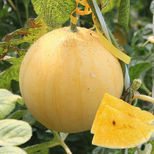 Dayu Yellow Heart Watermelon Seeds, Early Maturity, Yellow Skin, Red Flesh, Yellow Flesh, Special Xiaofeng Watermelon Seeds, Southern Fruit, Ansheng Huangmeiren Watermelon Seeds, 20 capsules