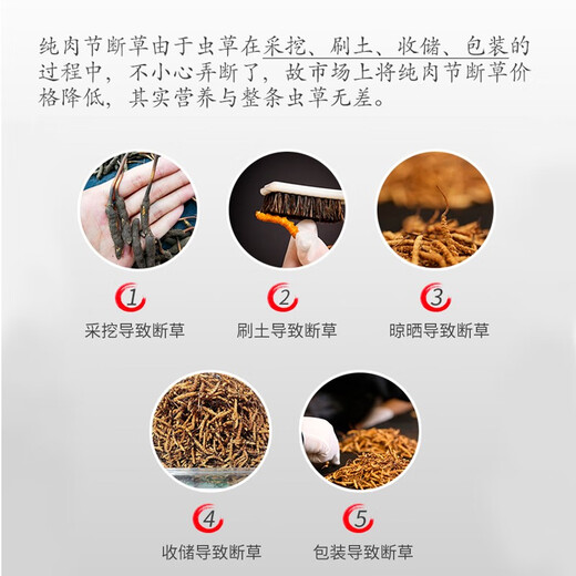 Sandy Konzang Cordyceps Cordyceps Ausgewählte Qualität Cordyceps Cordyceps Ess erschwinglich für Familiengeschenke Ganzes Pure Meat Festival 50g Pack