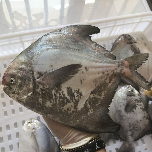 Geschenkbox/[Spot] Shen Zhixiong Fujian Dongshan Island Island Sea Catcher Seafood Geschenkbox Silvester Geschenkpack 3888 Geschenkpackung 6 Arten von Meeresfrüchten Nettogewicht beträgt ca. 10,5 Jin [Jin gleich 0,5 kg]