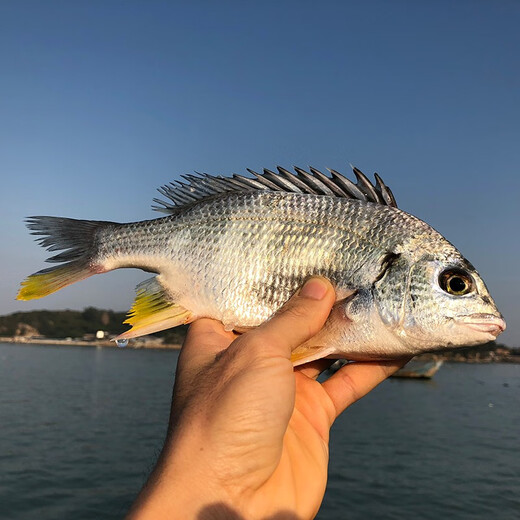 
Gift box/[Spot] Shen Zhixiong Fujian Dongshan Island Sea Catching Seafood Gift Box New Year’s Eve Dinner Gift Box 689 Gift Pack Seafood Net Weight 2700g