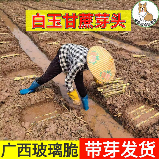 Asarum Guangxi Muge White Jade Sugar Cane Seeds Authentic Glass Crisp Seedlings Straight Hair From the Origin and Shipped with Buds 5 Roots