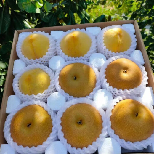[Peach and pear combination] Mengyin Golden Queen yellow peach + Internet celebrity Qiuyue pear 5Jin [Jin equals 0.5kg] Fresh fruit Qiuyue pear 5Jin [Jin equals 0.5kg] gift box