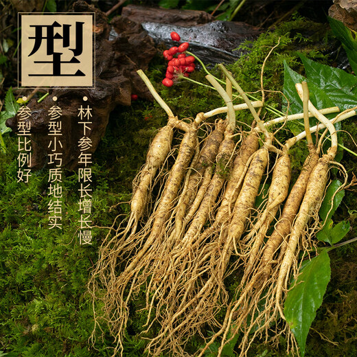 Frischer Ginseng, Changbai Mountain, Nordostchina, frischer Ginseng mit Erde, Rensan -Suppe, in Wasser getränkt und in Wein getränkt. Fresh Ginseng 100G (2-4 Packungen)