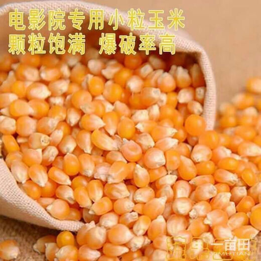 Chihui popcorn seeds special spherical high-yielding disease-resistant early-maturing popcorn seeds for spring garden field planting popcorn corn seeds about 10 grams simple package + fertilizer