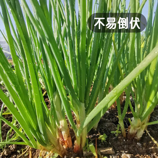 Fengming Yashi single-rooted shallot seeds field planting four-season balcony seeds potted single-rooted delicate shallot seeds 10g