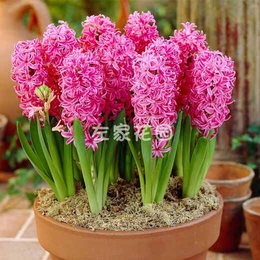 Zuojia Garden Imported 3 large hyacinth seed bulbs for hydroponics in the office, soil culture potted plants that bloom in winter and are easy for beginners to grow, 1 ball each of red, yellow, blue, white, pink and purple, a total of 6 balls, circumference 16-17cm