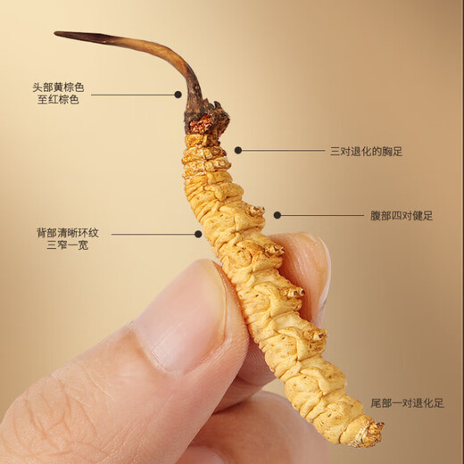 福东海冬虫夏草4克礼盒 精选东虫草无断草高品质整草干度足滋补送礼长辈 【礼盒】冬虫夏草4g礼盒【特级#16管】