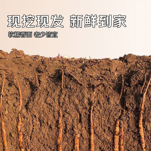 Jingmi Jiaozuo Wenxian sandy soil iron bar yam 5Jin Jin is equal to 0.5 kg 60-65cm gift box gift Huaihuai yam fresh source straight hair