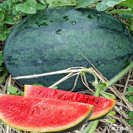 Dayu Lazy Man Watermelon Seed Seedlings Extra Large Suitable for Early Maturing Lazy Man in the South 8424 Kirin Melon Meidu Seedless Fruits and Vegetables Big Fruit Black Beauty Watermelon Seeds 20 capsules 2 bags of black skin