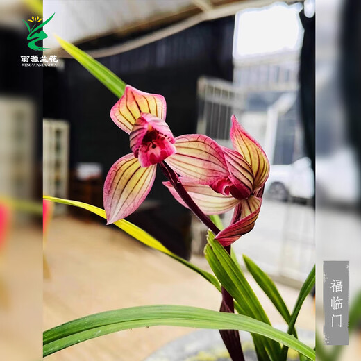 Wengyuan Orchid Lotus Petal Orchid Fulinmen Thin-Leaf Red Orchid Potted Fragrant Orchid Fulinmen 3 Seedlings Extra Strong Seedlings Simple Pot Soil