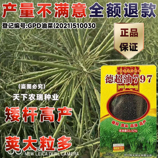 Стабильно-урожайный короткостебельный гибрид Dechao Oil 797 стабильноурожайный рапс короткостебельный морозостойкий и устойчивый к полеганию раннеспелый масло с сильным ароматом Короткостебельный высокомасличный гибрид Dechao Oil 797 10 000 зерен/
