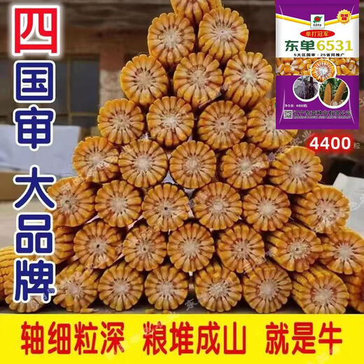 Новый сорт одобрен пятью странами, оригинальный одиночный Dongdan 6531, Академия сельскохозяйственных наук, короткий стебель, большая палка, устойчивость к болезням, устойчивость к полеганию, золотое зерно, высокая урожайность, одиночный Dongdan 6531, 4400 зерен на акр, один акр