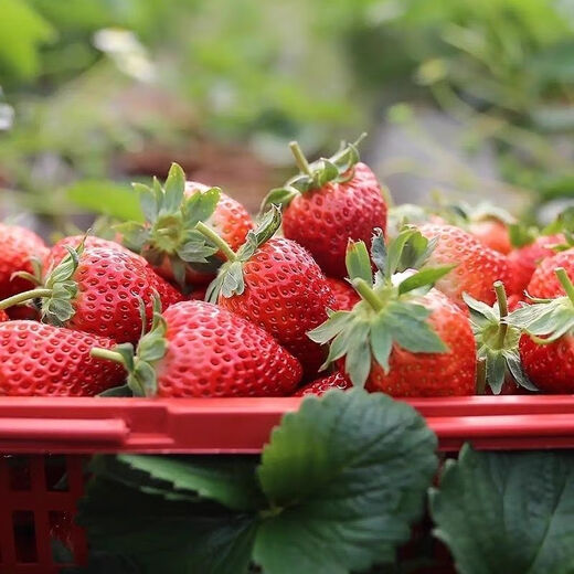 Four Seasons Cream Strawberry Seeds Spring and Autumn Home Balcony Potted Plants for Beginners Easy to Grow Fruit Red Strawberry Seeds Cream Red Strawberry Seeds/pack of about 100 seeds 1 pack of about 100 seeds