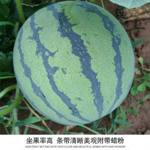 8424 Rock Sugar Kirin Watermelon Seeds, Super Sweet, High Yield, Early Maturity, Crispy Watermelon King Seeds, Four Seasons Fruit Seeds, 5 packs of 8424 seeds, 240 capsules