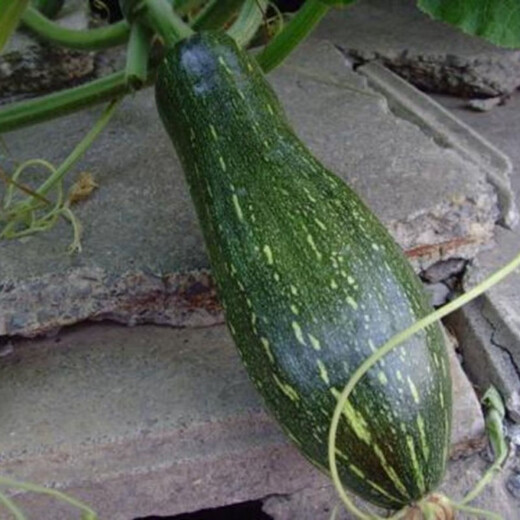 Early-maturing, tender and secret pumpkin seeds, tender pumpkin seeds, long vine-eating small pumpkins, early-maturing spring garden vegetable larvae, original quality products, buy 3+3 and get 6 packs ++