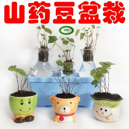 Authentic Iron Bar Yam Bean Seed Farmer Huaiyam Seedlings Yam Mouth Germinated Yam Bean Nursery Potted Plant Germination Grain (50) Authentic Iron Bar Yam Bean Seed