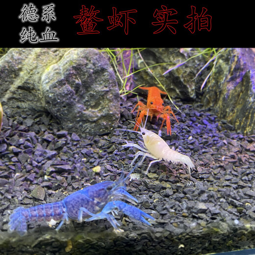 Oh water Oh ornamental shrimps, cattle shrimps, pet shrimps, colorful shrimps, blue live shrimps, office raise crayfish, sky blue magic shrimps, 2 crayfish seedlings 1 cm random 2 [rice grains large]
