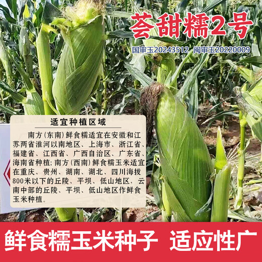 Dao Yufeng Agriculture National Approved Желтые и белые зернистые семена кукурузы воскового цвета Huitiannuo № 2 Свежая восковая кукуруза в оригинальной заводской упаковке Huitiannuo № 2 Желтые и белые зернистые семена кукурузы 1 пакетик по 100 г/пакет