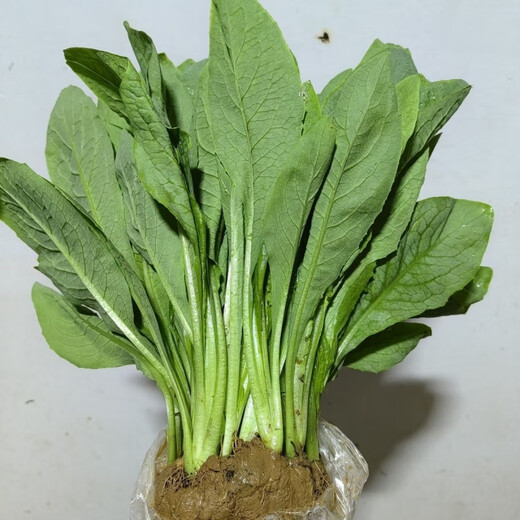 Guangdong Gaozhou sweet wheat seedlings and bitter wheat seedlings take the lead in harvesting with mud and can be harvested all year round. The balcony green plants have a sweet and soft taste. 20 trees