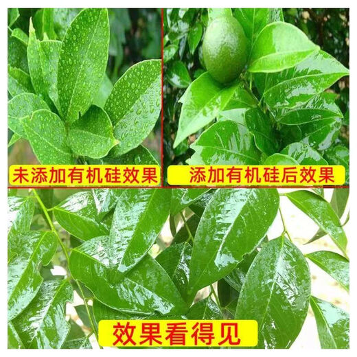 Agricultural silicone synergizes, promotes internal absorption, improves efficacy, resists rain erosion, reduces pesticide dosage, and promotes absorption 1000g