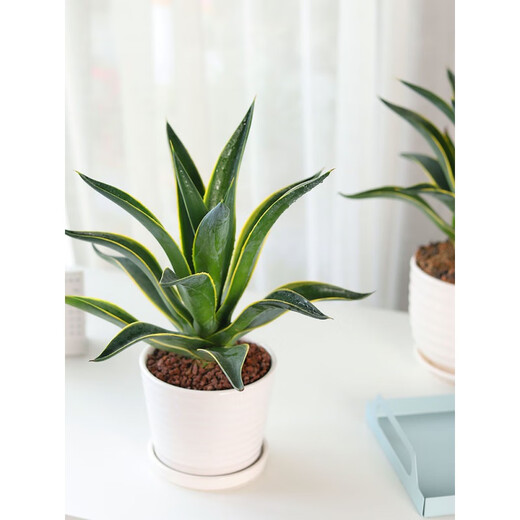 Große Sukkulenten-Blütensetzlinge im Agaventopf für den Innenbereich sind leicht zu pflegen. Agavensukkulente Azure Lotus mit Topf