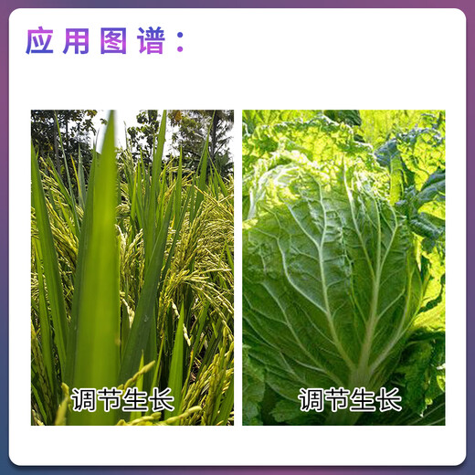 Weidi Yiquan Jiangxi Weidi Yiquan 28 high brassinolide rice cabbage growth regulator plant growth regulator 100ml