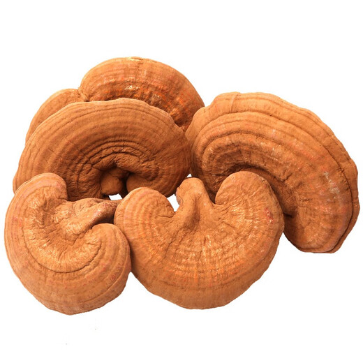 Qin Dingtai purple Ganoderma lucidum pruning Changbai Mountain Ganoderma lucidum natural red Ganoderma lucidum deep mountains basswood Linzhi soaked in wine and soup purple zhi wood linden red Ganoderma lucidum / Changbai Mountain direct hair 200 grams