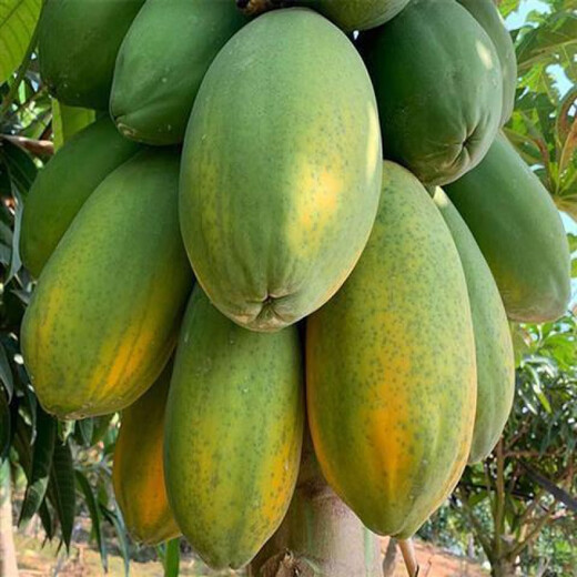 Papaya seeds Hainan red heart papaya rock sugar papaya papaya seeds balcony courtyard potted fruits and vegetables for four seasons sowing papaya seeds 10 capsules