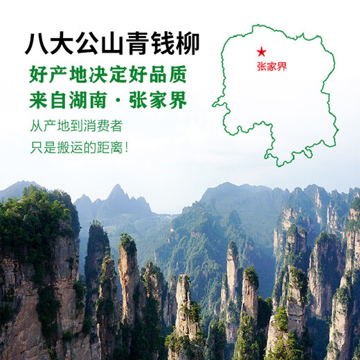 青钱柳批发修水金钱柳张家界青钱柳湖南城步茶 原叶500克(一斤)一疗程