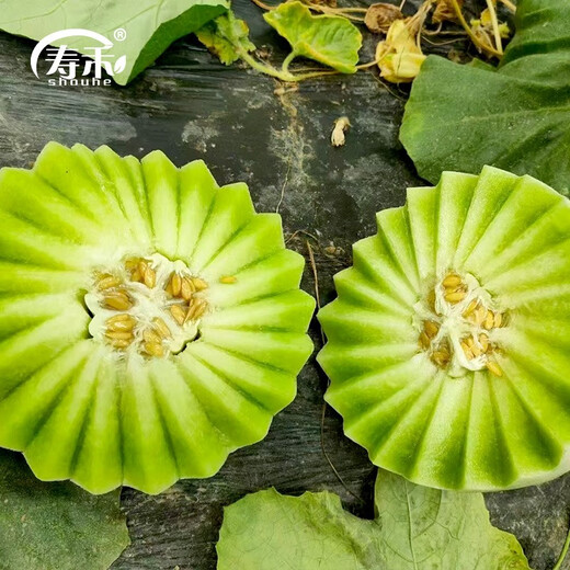 Shouhe Xinjiang Hami melon seeds from the south and north, early-maturing super sweet Xiangfei reticulated honeydew melon seeds, Shouhe jade mushroom melon seeds 30 pieces/thick flesh and small cavity