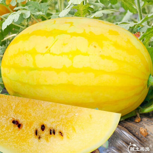 Dayu Yellow Heart Watermelon Seeds, Early Maturity, Yellow Skin, Red Flesh, Yellow Flesh, Special Xiaofeng Watermelon Seeds, Southern Fruit, Ansheng Huangmeiren, Yellow Skin Watermelon Seeds, 100 capsules