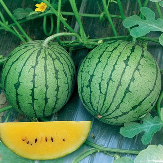 Jingyan watermelon seeds super sweet small watermelon Jingxin 8424 rock sugar unicorn melon Academy of Agricultural Sciences watermelon seedlings lazy melon seeds Jinglan yellow flesh watermelon 5g