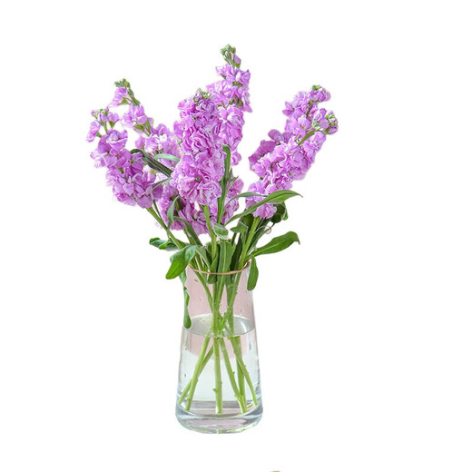 Monet's Garden Violet Random Color 50cm 5 Branches