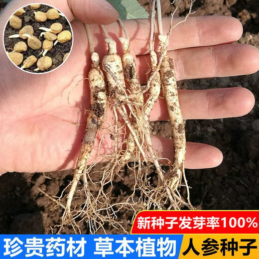 Changbai Mountain ginseng seeds, wild ginseng seeds, easy to grow Chinese medicinal materials in all seasons, easy to live indoor flower pots, ginseng seeds, shipped without buds, selected 1 small bag, about 20 capsules