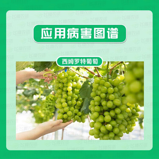 Guowang clofenuron seedless grape simrot expanding agent to increase fruit setting rate and growth regulator 200ml