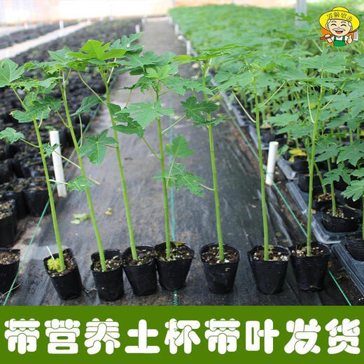 Dwarf papaya seedlings, fruit papayas, red-fleshed papaya seedlings, large green papaya seedlings that bear fruit in all seasons of the year, potted courtyard, 4 dwarf papaya seedlings (10 cm high), free reissue after receiving dead seedlings (with cups and leaves)