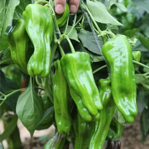 Thin-skinned green pepper seeds, early-maturing Zoupe-skinned green pepper seeds, suitable for potted planting in courtyards, terraces and balconies. Thin-skinned green pepper seeds, 5 packs, about 251 capsules.