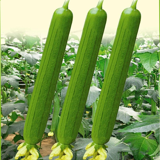 Luffa seeds, long luffa seeds, easy to grow vegetable seeds in spring and summer courtyard fields, vegetable seeds, long luffa seeds, 1 pack, about 30 seeds