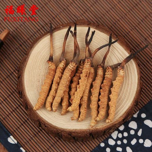 Fuxitang Cordyceps sinensis 5 Wurzeln/g 1 Gramm/Box ungefähr 5 Wurzeln